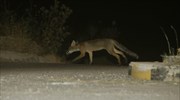 Κρούσμα λύσσας σε αλεπού στην Πέλλα