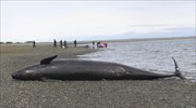 ΗΠΑ: Φάλαινες και δελφίνια κινδυνεύουν από γυμνάσια του Πολεμικού Ναυτικού