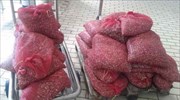 Αλεξανδρούπολη: Συλλήψεις για μεταφορά-διακίνηση μεγάλης ποσότητας οστράκων