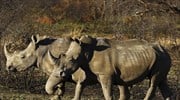 Ν. Αφρική: ρεκόρ θανατώσεων ρινόκερων μέσα στο 2013