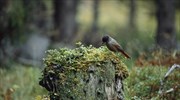 Τα πτηνά των δασών κινδυνεύουν περισσότερο από το κρύο