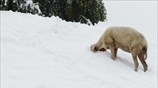 Αναζητώντας τροφή στα χιόνια