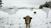Χιόνια κάλυψαν την επαρχία της νότιας Γερμανίας