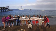Θαλάσσιο «τέρας» μήκους 5,5 μέτρων ανακαλύφθηκε στην Καλιφόρνια