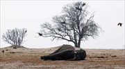 Η μαζικότερη «σφαγή» ελεφάντων της τελευταίας 25ετίας στην Αφρική