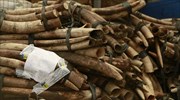 Τεράστιο φορτίο ελεφαντόδοντου κατασχέθηκε στην Ουγκάντα