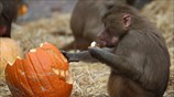 Γεύμα σε κλίμα Halloween στο ζωολογικό κήπο του Αμβούργου