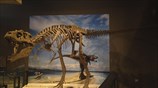 ΗΠΑ: Ανακαλύφθηκε νέο μέλος της οικογένειας του Τυραννόσαυρου