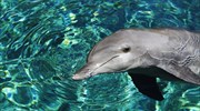 ΗΠΑ: Εκατοντάδες νεκρά δελφίνια εξαιτίας του «πιο θανατηφόρου» ιού
