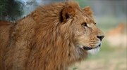 Αρσενικό λιοντάρι σκότωσε θηλυκό μπροστά στους έντρομους επισκέπτες