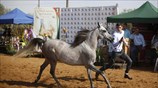 Διαγωνισμός ομορφιάς του Ιππικού Ομίλου Ιεριχούς