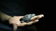 Μεξικό: Νεογέννητες χελώνες του είδους Olive Ridley