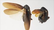 Νέα Υόρκη: Εντόπισαν ιαπωνική κατσαρίδα-εισβολέα που αντέχει στο κρύο