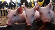 ΗΠΑ: 20 πολιτείες έχει πλήξει ο ιός των χοίρων