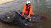 Μεξικό: νεκρές βρέθηκαν «σπάνιες» σιαμαίες φάλαινες