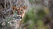 Κοντά στον αφανισμό τα λιοντάρια της δυτικής Αφρικής