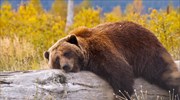 Η «πολική δίνη» ξύπνησε αρκούδες στη Σκανδιναβία