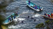 Ιαπωνία: Αποτροπιασμός για την επικείμενη σφαγή δελφινιών στον όρμο του Ταϊτζί