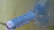 Βραζιλία: Ανακαλύφθηκε το πρώτο ποταμίσιο δελφίνι μετά από 100 χρόνια