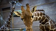 Δανία: Υπάλληλοι ζωολογικού κήπου απειλήθηκαν επειδή σκότωσαν καμηλοπάρδαλη