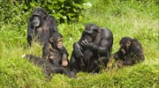 Μεγάλη, άγνωστη ως σήμερα κοινότητα χιμπατζήδων ανακαλύφθηκε στο Κονγκό
