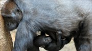Νεογέννητο γοριλάκι στο ζωολογικό κήπο της Λειψίας