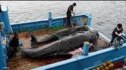 Διεθνές Δικαστήριο: Βάζει τέλος στο κυνήγι φαλαινών στην Ιαπωνία
