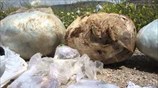 Εντοπισμός μεγάλης ποσότητας ηρωίνης σε καταυλισμό ΡΟΜΑ στον Ασπρόπυργο