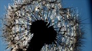 «Κλέφτης» στο Πότσνταμ της Γερμανίας