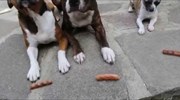 «Γάτα» ο σκύλος