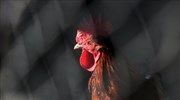 Αποζημίωση 20 χιλιάδες δολάρια λόγω επίθεσης από… κόκορα