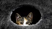 Γάτα επέστρεψε στο σπίτι μεταφέροντας… χασίς
