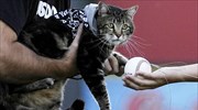 Η «ηρωική γάτα» έριξε την εναρκτήρια βολή σε αγώνα μπέιζμπολ