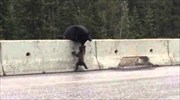 Αρκούδα σώζει το μωρό της σε αυτοκινητόδρομο