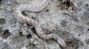 Φίδι «εξαφανισμένο» επί 80 χρόνια βρέθηκε ξανά στο Μεξικό