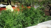 Καλαμάτα: Σύλληψη «ιδιοκτήτη» φυτείας χασίς με 78 δενδρύλλια