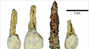 Στη Γαλατία το αρχαιότερο τεχνητό δόντι στην Ευρώπη