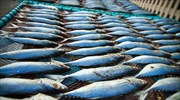 Έκλεψαν 70 κιλά τσιπούρες, αλλά συνελήφθησαν