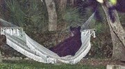 Βρήκε αρκούδα να κοιμάται στην αιώρα του