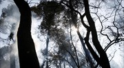 WWF Ελλάς: Πολιτικές που «καίνε» τα δάση
