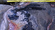 Ακέραια απολιθώματα ιχθυόσαυρων ανακαλύφθηκαν στη Χιλή