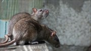 ΗΠΑ: Eκτρέφει… αρουραίους από χόμπι