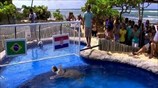 Χελώνα προβλέπει ότι η Βραζιλία θα νικήσει την Κροατία