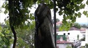 Ψάρεψαν γουλιανό 150 κιλών στην Κοζάνη