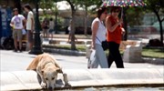 Ποτίστρες για τα αδέσποτα λόγω καύσωνα σε 35 σημεία της Αθήνας