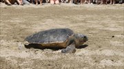 Ρέθυμνο: Απελευθερώθηκε η θαλάσσια χελώνα «Ελευθερία»