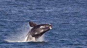 Φάλαινα ανατρέπει βάρκα στην Καλιφόρνια