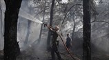 Πυρκαγιά στο δάσος του Καρέα