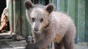 Κερδίζει τη μάχη για τη ζωή το ορφανό αρκουδάκι