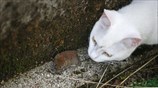 Σαν τη γάτα με το ποντίκι